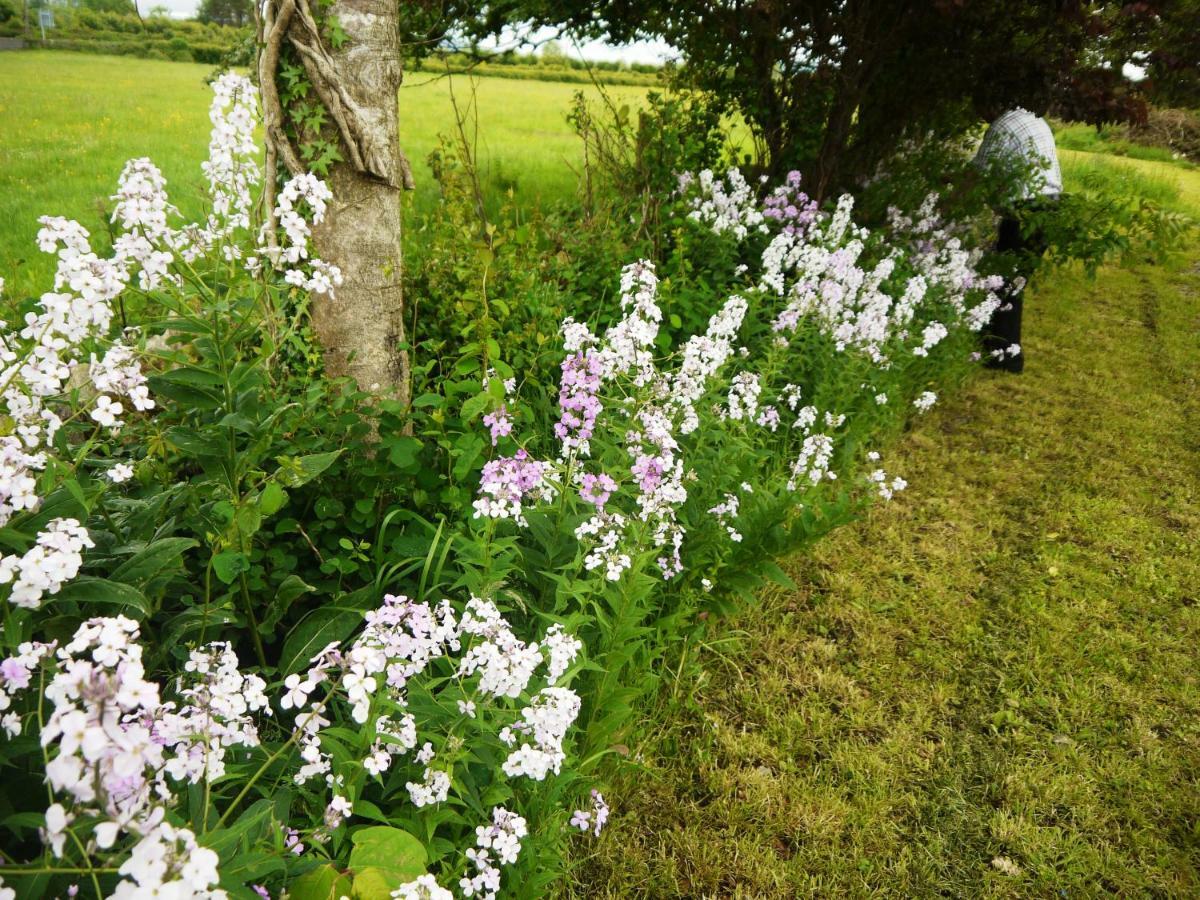 Cutteen Cottage Tulla 外观 照片